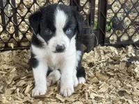 Sadie #1 , a female Australian Shepherd and Border Collie for sale in Punta Gorda, FL – 3 of 7