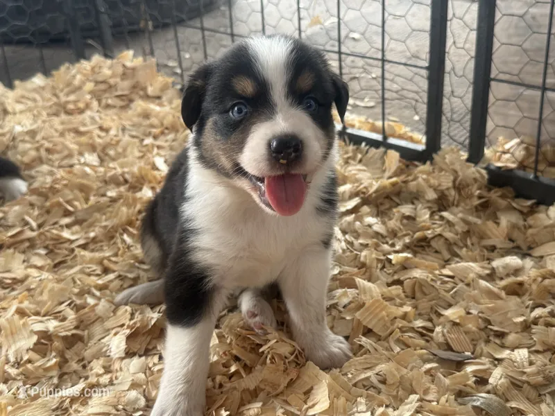 Cypress Female #1 – Australian Shepherd puppy for sale in Punta Gorda, FL