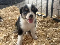 Cypress Female #1, a female Australian Shepherd for sale in Punta Gorda, FL – 1 of 5
