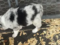 Cypress Male #1, a male Australian Shepherd for sale in Punta Gorda, FL – 3 of 6