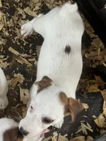 NKC REG Meena #5 girl, a female Jack Russell Terrier for sale in Punta Gorda, FL – 8 of 8