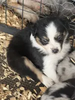 Cypress Female #4, a female Australian Shepherd for sale in Punta Gorda, FL – 3 of 5