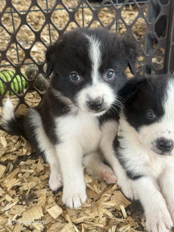 Sadie #4  – Australian Shepherd, Border Collie puppy for sale in Punta Gorda, FL