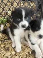 Sadie #4 , a female Australian Shepherd and Border Collie for sale in Punta Gorda, FL – 1 of 5