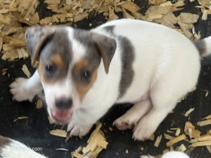 NKC REG Meena Merle #1 – Jack Russell Terrier puppy for sale in Punta Gorda, FL