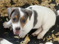 NKC REG Meena Merle #1, a male Jack Russell Terrier for sale in Punta Gorda, FL – 1 of 4