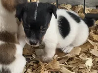 River male #4, a male Jack Russell Terrier for sale in Punta Gorda, FL – 2 of 5