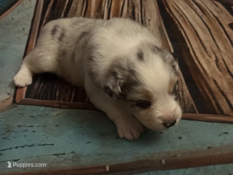 Cypress Female #5 – Australian Shepherd puppy for sale in Punta Gorda, FL