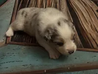 Cypress Female #5, a female Australian Shepherd for sale in Punta Gorda, FL – 1 of 8