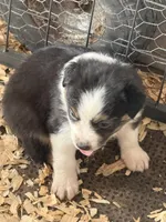 Cypress Female #4, a female Australian Shepherd for sale in Punta Gorda, FL – 5 of 5