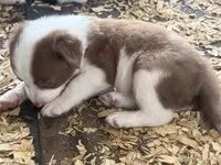 Sadie # 6 , a male Australian Shepherd and Border Collie for sale in Punta Gorda, FL – 5 of 5