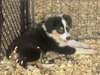 Cypress AKC Female #4, a female Australian Shepherd for sale in Punta Gorda, FL – 2 of 3