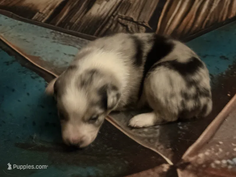 Cypress Male #1 – Australian Shepherd puppy for sale in Punta Gorda, FL