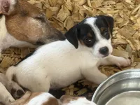 NKC REG Meena #2 blk tri, a male Jack Russell Terrier for sale in Punta Gorda, FL – 3 of 3