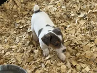 NKC REG Meena Merle #1, a male Jack Russell Terrier for sale in Punta Gorda, FL – 4 of 4
