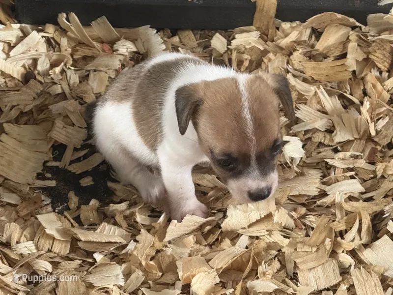 River mini brown female #1 – Jack Russell Terrier puppy for sale in Punta Gorda, FL