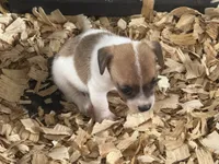 River mini brown female #1, a female Jack Russell Terrier for sale in Punta Gorda, FL – 1 of 5