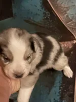 Cypress Male #1, a male Australian Shepherd for sale in Punta Gorda, FL – 3 of 7