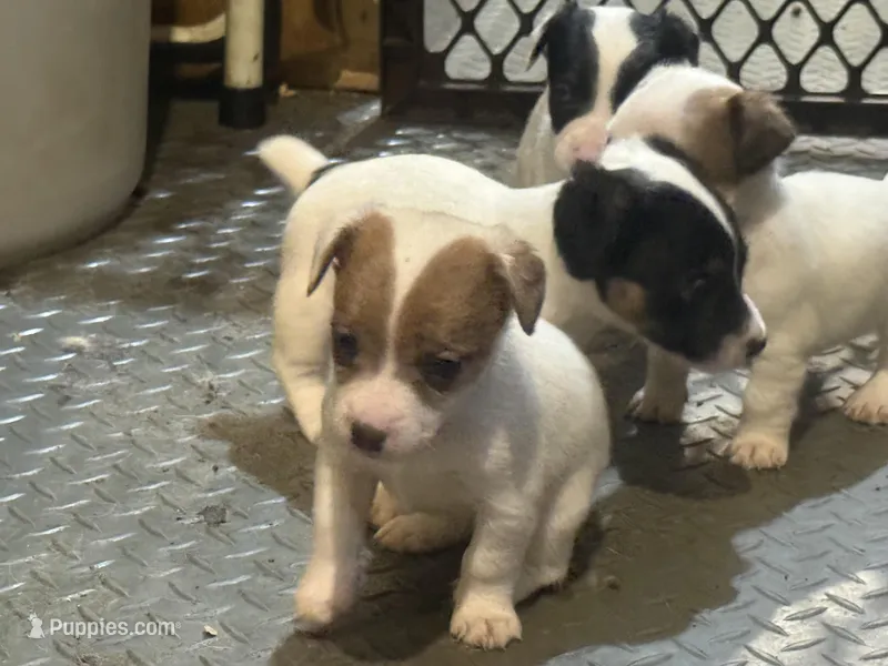 Ice Female #3, a female Jack Russell Terrier for sale in Punta Gorda, FL – Photo 1 of 1