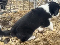 Sadie #1 , a female Australian Shepherd and Border Collie for sale in Punta Gorda, FL – 7 of 7