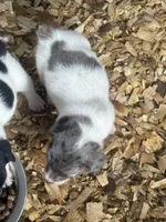 River Merle female #3, a female Jack Russell Terrier for sale in Punta Gorda, FL – 2 of 6