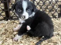Sadie #2 small girl, a female Australian Shepherd and Border Collie for sale in Punta Gorda, FL – 5 of 5