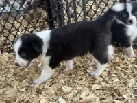 Sadie #3, a female Australian Shepherd and Border Collie for sale in Punta Gorda, FL – 6 of 6