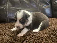 Cypress female #2, a female Australian Shepherd for sale in Punta Gorda, FL – 1 of 5