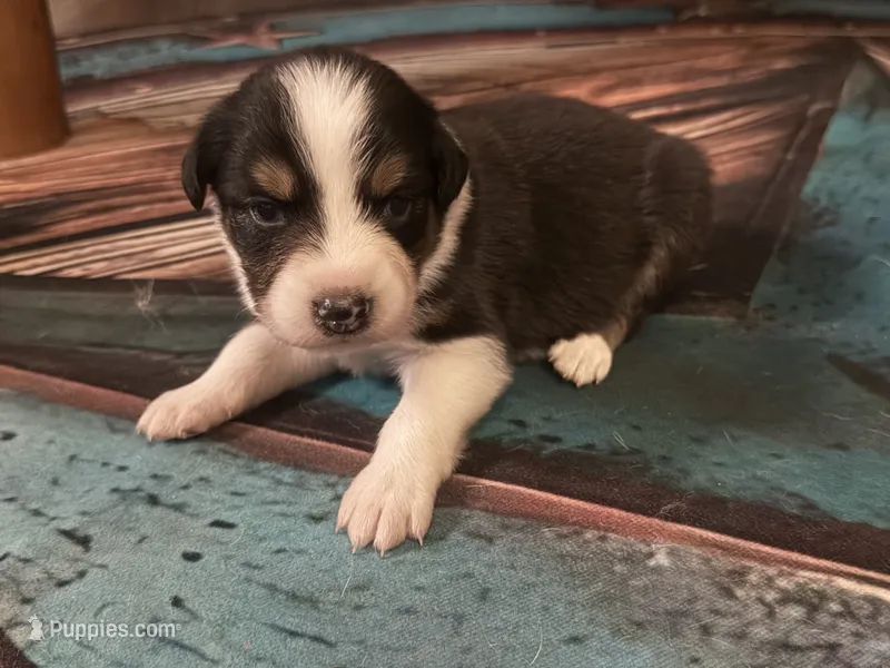 Cypress Female #3 – Australian Shepherd puppy for sale in Punta Gorda, FL