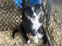 Sadie #2 small girl, a female Australian Shepherd and Border Collie for sale in Punta Gorda, FL – 7 of 9