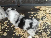 Cypress Male #1, a male Australian Shepherd for sale in Punta Gorda, FL – 5 of 6