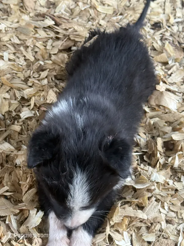 Sadie #2 small girl – Australian Shepherd, Border Collie puppy for sale in Punta Gorda, FL