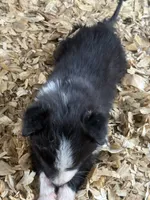 Sadie #2 small girl, a female Australian Shepherd and Border Collie for sale in Punta Gorda, FL – 1 of 5