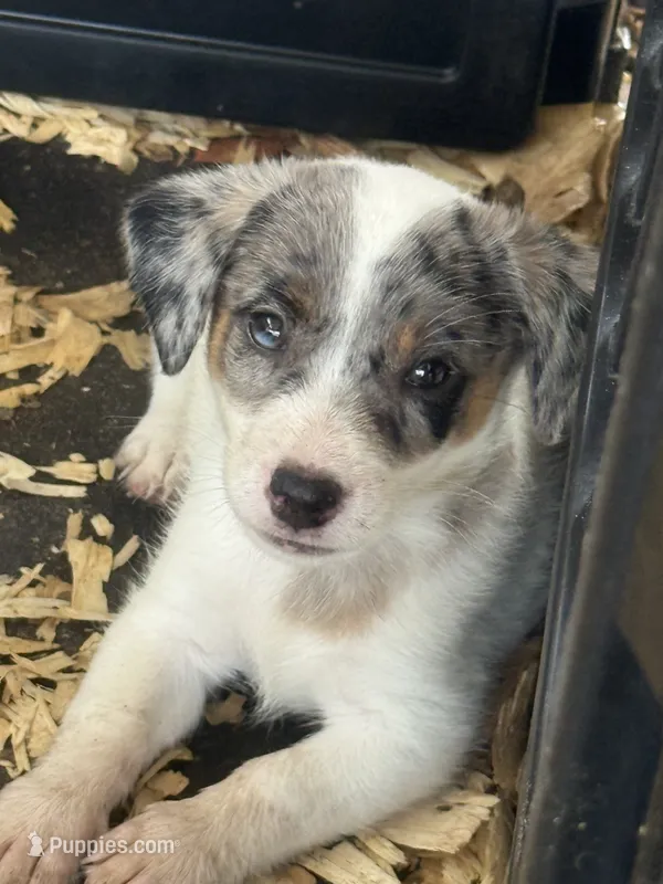 River male Merle #1 – Parson Russell Terrier puppy for sale in Punta Gorda, FL
