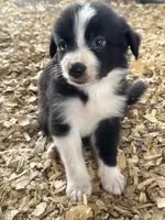 Sadie #7 mini male, a male Australian Shepherd and Border Collie for sale in Punta Gorda, FL – 4 of 8