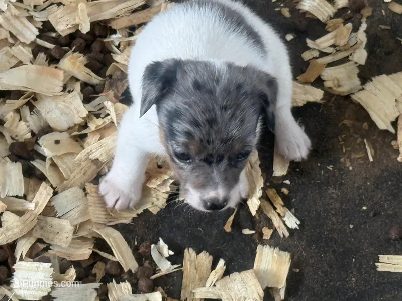 River Merle female #3 – Jack Russell Terrier puppy for sale in Punta Gorda, FL