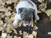 River Merle female #3, a female Jack Russell Terrier for sale in Punta Gorda, FL – 1 of 6