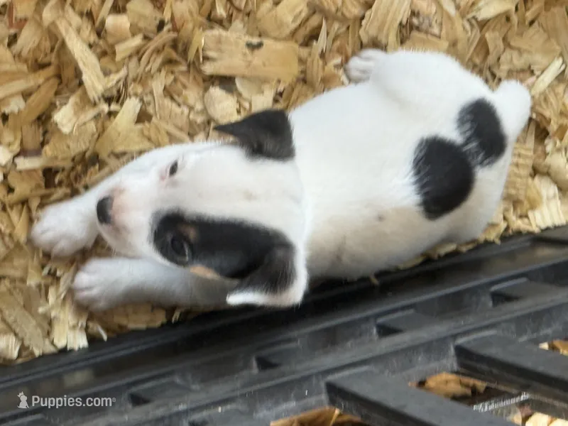 River male #4 – Jack Russell Terrier puppy for sale in Punta Gorda, FL