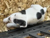 River male #4, a male Jack Russell Terrier for sale in Punta Gorda, FL – 1 of 4