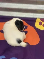 ice male #1, a male Jack Russell Terrier for sale in Punta Gorda, FL – Photo 3 of 5