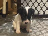 ice male #1, a male Jack Russell Terrier for sale in Punta Gorda, FL – Photo 4 of 5