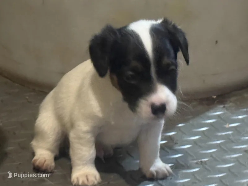 ice male #1, a male Jack Russell Terrier for sale in Punta Gorda, FL – Photo 1 of 5