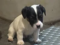 ice male #1, a male Jack Russell Terrier for sale in Punta Gorda, FL – Photo 1 of 5