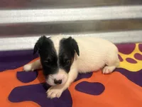 ice male #1, a male Jack Russell Terrier for sale in Punta Gorda, FL – Photo 5 of 5
