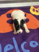 ice male #1, a male Jack Russell Terrier for sale in Punta Gorda, FL – Photo 2 of 5