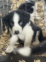 Sadie #1 , a female Australian Shepherd and Border Collie for sale in Punta Gorda, FL – 6 of 7
