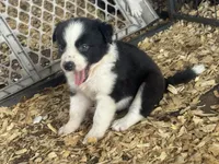 Sadie #3, a female Australian Shepherd and Border Collie for sale in Punta Gorda, FL – 4 of 6