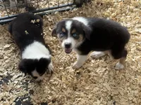 Cypress Female #1, a female Australian Shepherd for sale in Punta Gorda, FL – 5 of 5