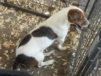 Boone, a male Jack Russell Terrier for sale in Punta Gorda, FL – 4 of 6