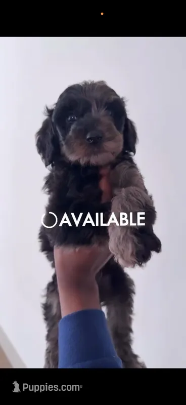 Papii – English Goldendoodle puppy for sale in Atlanta, GA